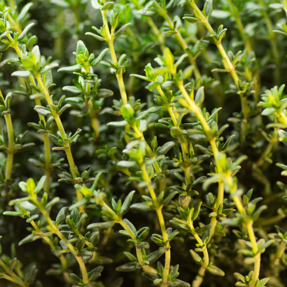 Thyme Plants Live, French Thyme, 4-Inch Tall, Easy to Grow & Low Maintenance, Fresh Culinary Herb for Cooking, Indoor/Outdoor Herb Garden