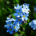 150 Pcs Chinese Forget Me Not Seeds for Planting Outdoors, Non-GMO Heirloom Blue Flowers, Low Maintenance Vigorous Blooms for Stunning Yard Borders