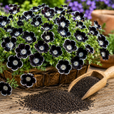 150 Pcs Penny Black Nemophila Seeds for Planting, Heirloom, Non-GMO, Unique Black Flower, Native Wildflower Seeds for Garden Accent