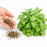 50 Pcs New Zealand Spinach Seeds for Planting, Non GMO, Fast Growing, Heat Tolerant Greens Vegetable for Backyard Garden