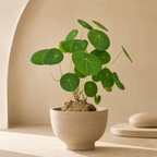 Stephania Cephalantha Live Plant, 2 – 2.5" Rare Caudex Bulb, Low-Maintenance Indoor Greenery, Great Botanical Gift