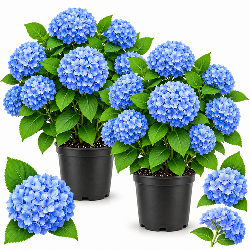 2 Nikko Blue Hydrangea Live Plants for Planting, 6-12 Inch Tall in 2.5 Inch Pot, Blue Mophead Bloom, Flowering Shrub for Garden and Patio