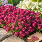 150 Deep Rose Alyssum Seeds, Non-GMO, Easy Care, Drought Tolerant Flower Seed for Backyard Gardens & Landscaping