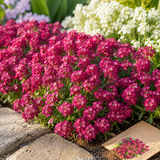 300 Deep Rose Alyssum Seeds, Non-GMO, Easy Care, Drought Tolerant Flower Seed for Backyard Gardens & Landscaping