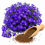 200 Violet-Blue Crystal Palace Lobelia Erinus Flower Seeds, Non-GMO Intense Blue Lobelia Erinus Seeds for Outdoor Planting