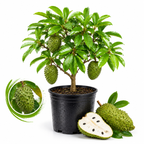 Soursop Plant Live, Guanabana Starter, 2-3 Ft Tall in 3 Gal Container, Self-Pollinating Soursop for Fresh Juice and Smoothies (No Ship to CA,HI,AK)