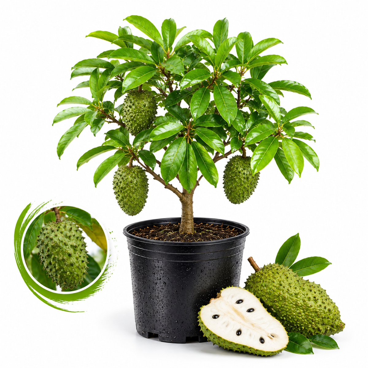 Soursop Plant Live, Guanabana Starter, 2-3 Ft Tall in 3 Gal Container, Self-Pollinating Soursop for Fresh Juice and Smoothies (No Ship to CA,HI,AK)