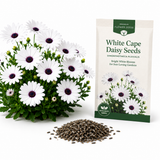180 White Cape Daisy Seeds, Non GMO, Low Maintenance, High-Yield White Perennial Blooms, Perfect for Gardens & Landscaping