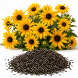 75 Pcs Rudbeckia Black Eyed Susan Seeds Perennial, Non GMO, Heirloom Wildflower Seeds, Vibrant Yellow Flowers for Backyard Garden & Landscape