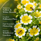 120 Pcs Poached Egg Plant Seeds, Easy to Grow, Meadowfoam Seeds, Ideal for Gardens, Borders & Pathways