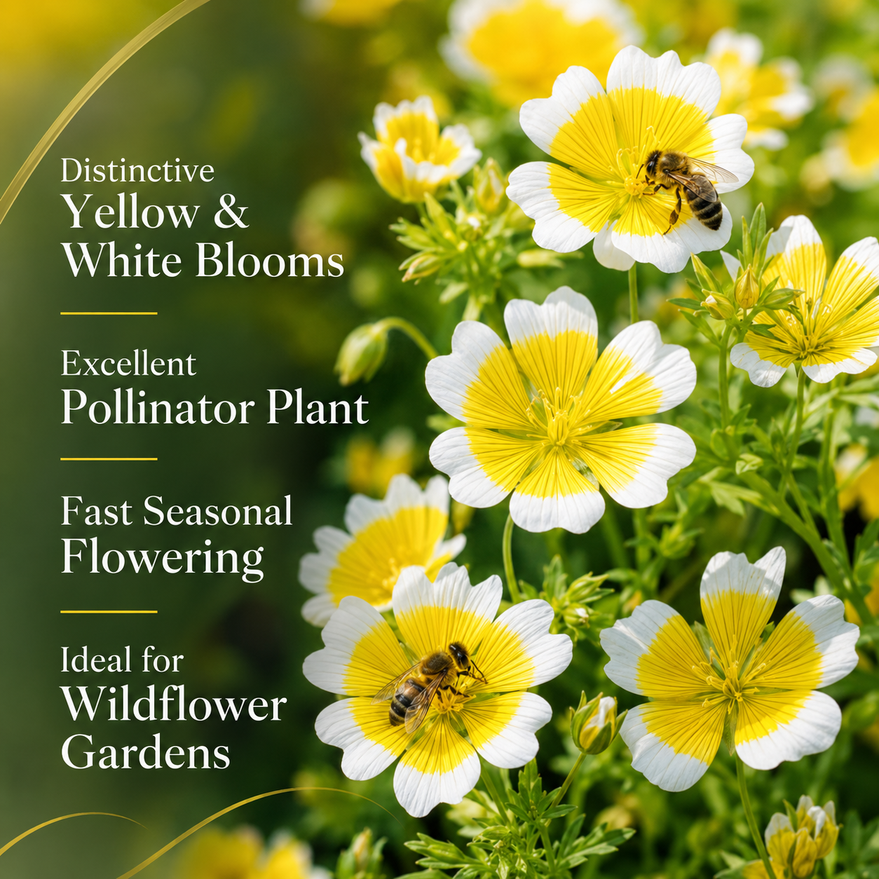 120 Pcs Poached Egg Plant Seeds, Easy to Grow, Meadowfoam Seeds, Ideal for Gardens, Borders & Pathways