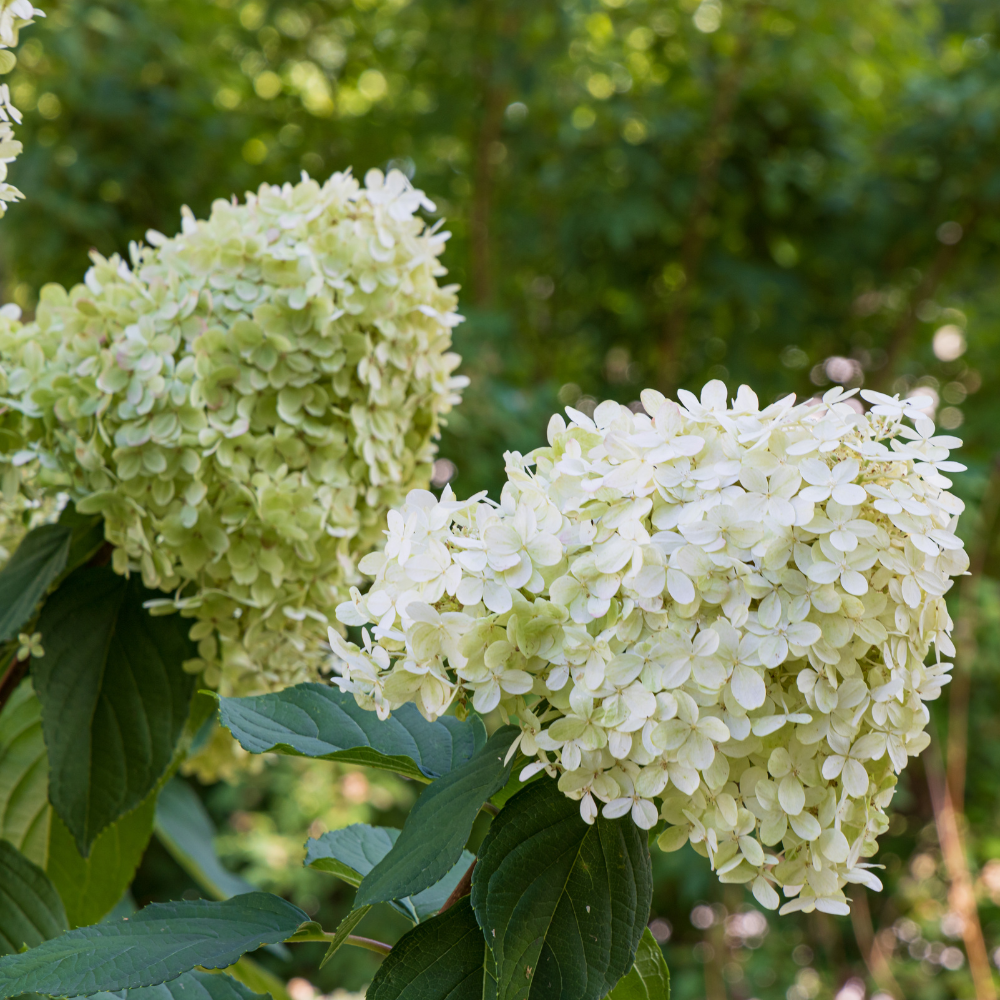 Limelight Hydrangea Shrub Live Plant | 1 Quart Pot | Low Maintenance Flowering Deciduous Tree Alternative | Robust Established Plant for Landscapes