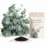 10 Baby Blue Eucalyptus Seeds for Planting, Non GMO, Aromatic Silver-Blue Foliage, Fast Growing, for Patio, Pots, Entryways & Home Styling