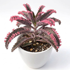 Kalanchoe Pink Butterfly Live Plant – 2 Inch Pot | Unique Succulent Houseplant | Easy-Care Indoor Decorative Plant
