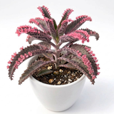 Kalanchoe Pink Butterfly Live Plant – 2 Inch Pot | Unique Succulent Houseplant | Easy-Care Indoor Decorative Plant