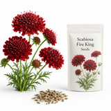 100 Scabiosa Seeds, Non-GMO, Heirloom Pincushion Flower Seeds, Tall and Sturdy Stems with Long-Lasting Elegant Blooms, Ideal for Borders & Backyard Pollinator Gardens