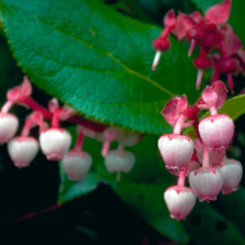 Salal Live Plants, 6 Inch Tall Bare Root Seedlings, Gaultheria Shallon Native Evergreen Shrub, Edible Berry Plant for Landscapes