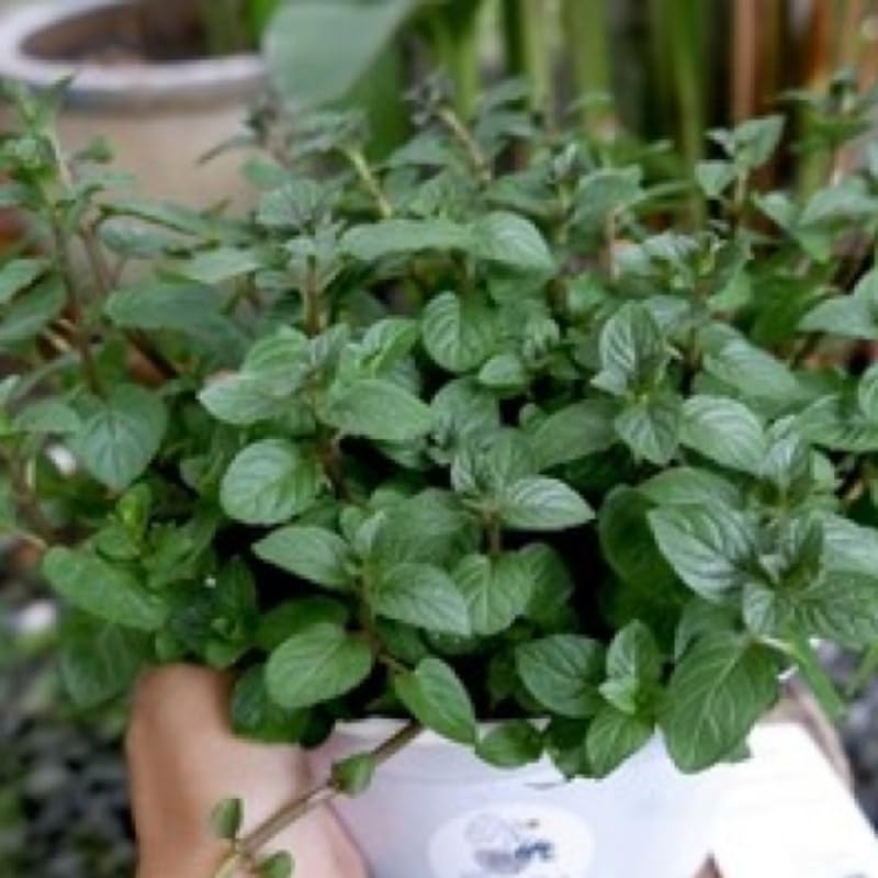 Chocolate Mint Plants Live Outdoor and Garden, Mint Plants Live in 3-Inch Pot, Cold-Hardy Mint Herb for Patios, Containers, and Ground Cover