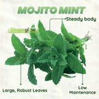 2 Chocolate Mint Plants, 3-Inch Pot, Mint Plants Live, Fast Growing Aromatic Perennial for Modern Landscape and Herb Gardening