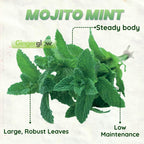 Peppermint Plants Live, Mint Plants for Inside and Home Décor, 3-Inch Potted Fresh Herb for Indoor Outdoor Growing