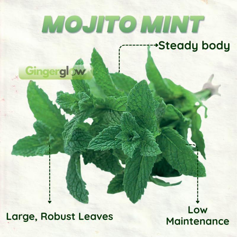 2 Spearmint Plant, 3" Pot, Fresh Herb Plants Live, Mint Plants for Inside Windowsills or Outdoor Garden Beds