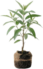 Large Lemon Eucalyptus Plant Live – Live Eucalyptus Plants, Fast Growing Eucalyptus Live Plant for Backyard and Outdoor Plante