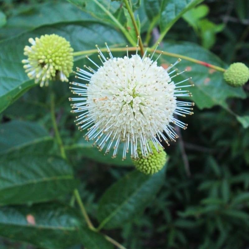 10 Buttonbush Live Plant | Cephalanthus occidentalis Live Shrubs | 1–2 Feet Tall | Great for Pollinator Gardens, Wetland & Landscape Planting