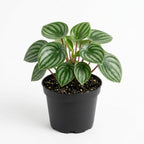 Watermelon Peperomia Plant Live Indoor, Peperomia Argyreia Plant in 4'' Inch Pot, Low-Maintenance Peperomia Live Plant, Ideal Plant for Home & Office