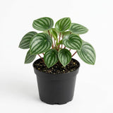 Watermelon Peperomia Plant Live Indoor, Peperomia Argyreia Plant in 4'' Inch Pot, Low-Maintenance Peperomia Live Plant, Ideal Plant for Home & Office
