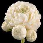 Grand Duke Jasmine Plant 5–8 Inches, Arabian Jasmine Shrub, Fragrant Flowering Plant, Easy Care Potted Starter, Flowering Shrub for Sunny Windowsills, Indoor Outdoor Plant