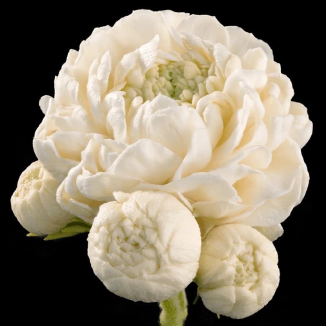 Grand Duke Jasmine Plant 5–8 Inches, Arabian Jasmine Shrub, Fragrant Flowering Plant, Easy Care Potted Starter, Flowering Shrub for Sunny Windowsills, Indoor Outdoor Plant