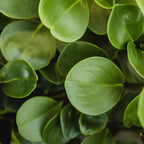 Peperomia Raindrop Live Plant in 4" Pot, Vigorous Potted Indoor Plant Starter with Glossy Teardrop Leaves, Sturdy Low Maintenance Pet-Safe Plant for Home Office & Desk Décor