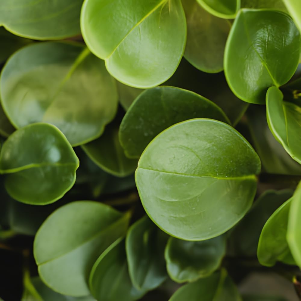 Peperomia Raindrop Live Plant in 4" Pot, Vigorous Potted Indoor Plant Starter with Glossy Teardrop Leaves, Sturdy Low Maintenance Pet-Safe Plant for Home Office & Desk Décor