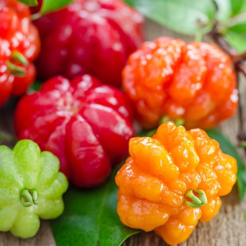 Surinam Cherry Tree for Planting 2.5–3 Ft | Live Cherry Plant | Compact Tropical Fruit Tree for Backyard, Outdoor, and Container Growing | No Ship to CA,HI,AK