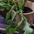 RIC Rac Cactus Live Plant in 3" Inch Pot | Distinctive Fishbone-Shaped Trailing Foliage | Low-Maintenance Indoor Cactus for Shelves and Hanging Displays