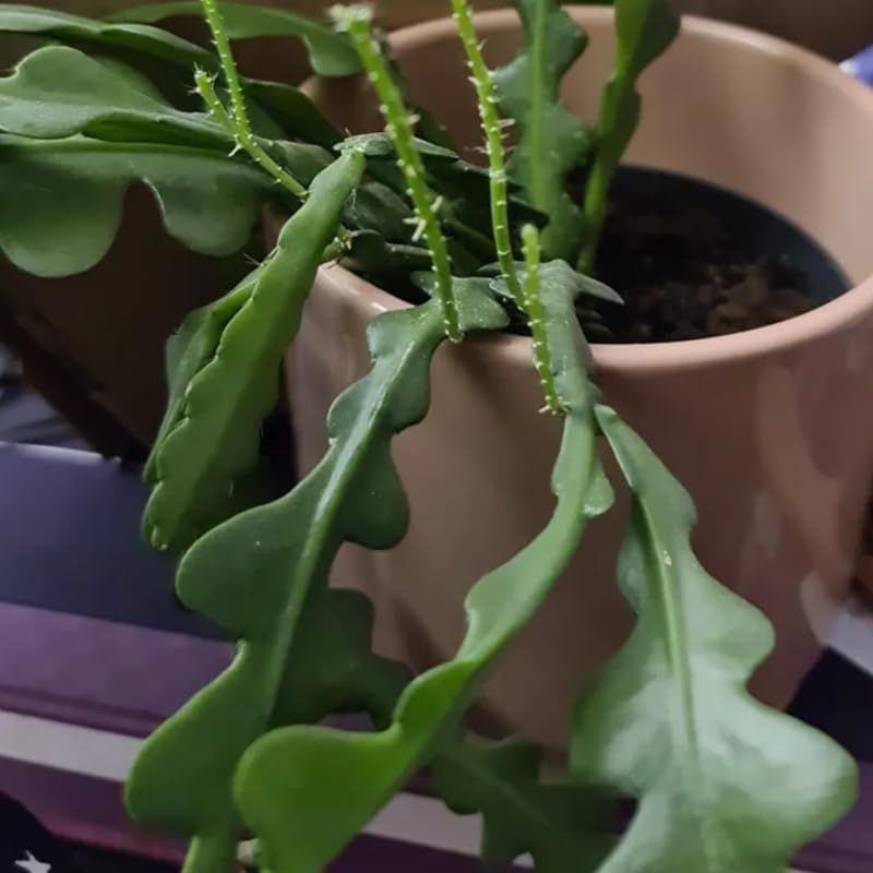 RIC Rac Cactus Live Plant in 3" Inch Pot | Distinctive Fishbone-Shaped Trailing Foliage | Low-Maintenance Indoor Cactus for Shelves and Hanging Displays