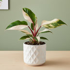 2 Thai Constellation Monstera Plant, Red Philodendron | 2 Collection Rare Houseplants| Size 4-6 Inc | Variegated Leaves Philodendron Plant | Unique Gift for Mom, Friend, Women, Her, Birthday Gifts