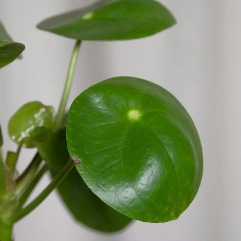 Chinese Money Plant Live in 4'' Inch Pot | Pilea Plant Live | Easy-Care Indoor Houseplant for Apartments, Workspaces & Decorative Pots | Real Plants for Gardening Lovers