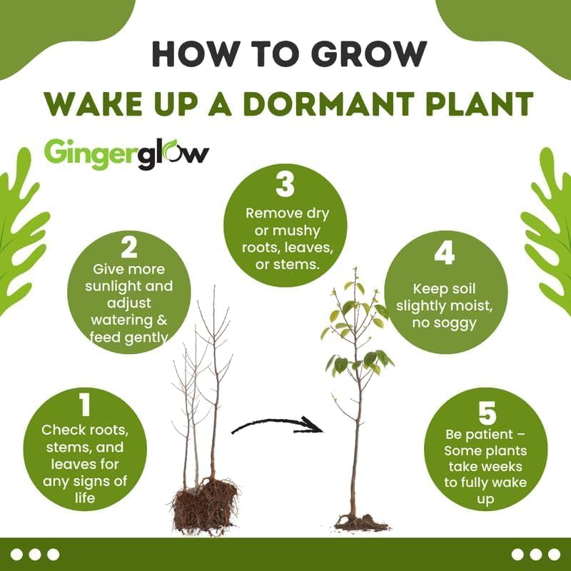 4 Live Okinawa Spinach Plant, 12-24" Tall Bare Root, Easy to Grow Edible Greenery, Two-Tone Purple and Green Leaf Plant for Backyard and Patio