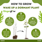 10 Red Osier Dogwood Live Plants | 1-2ft Bare Root Seedlings | Fast Growing Native Shrub | White Spring Blooms and Red Winter Bark for Gardens