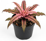 Pink Earth Star Plant, 4 Inch Pot, Vigorous Cryptanthus with Striking Pink Foliage, Sturdy Low Maintenance Pet-Friendly Tropical Plant for Home & Office Decor