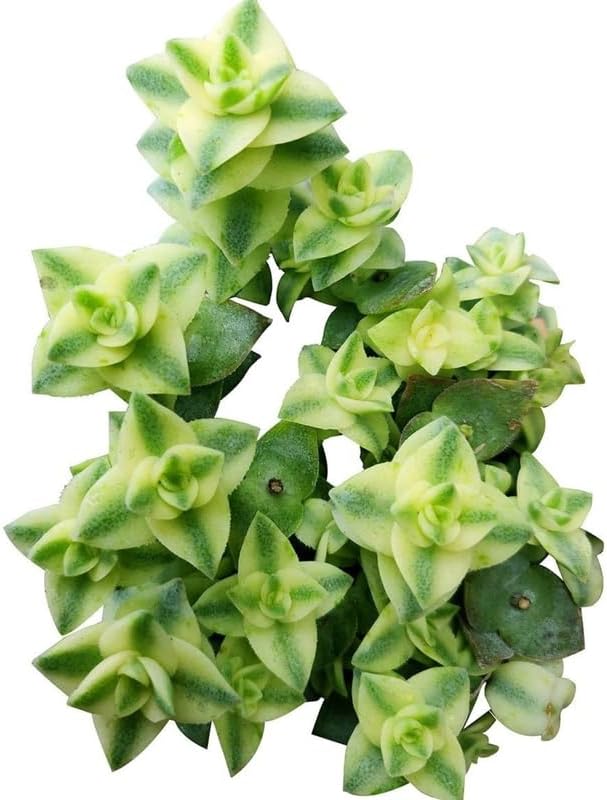 String of Buttons Live Plant | Compact Trailing Variegated Succulent in 4 Inch Pot | Plant for Home Office Decoration & DIY Projects