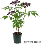 2 Black Elderberry Live Bare Root Plants | 8-12" Cold-Hardy Rooted Cuttings | Fast-Growing Deciduous Fruit Trees for Backyard and Patio | Easy to Care and Maintain