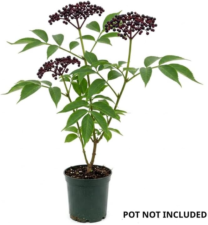 2 Black Elderberry Live Bare Root Plants | 8-12" Cold-Hardy Rooted Cuttings | Fast-Growing Deciduous Fruit Trees for Backyard and Patio | Easy to Care and Maintain