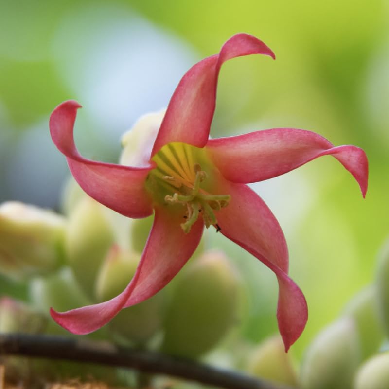 Cotyledon Pendens Succulent Plant Live – 4 Inc Pot | Indoor Trailing Houseplant | Well Rooted Easy to Care