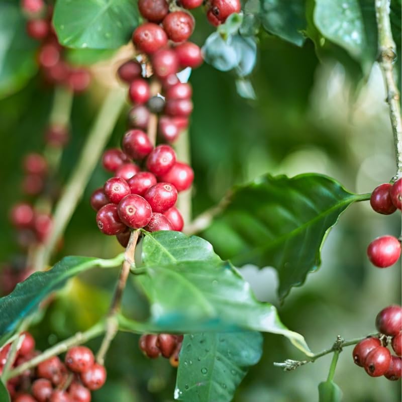 (No Ship to CA,HI,AK) Arabica Coffee Live Plant, 1-2 Feet Tall in 1 Gallon Pot, Glossy Evergreen Houseplant for Indoor Decor and Kitchen Gardens