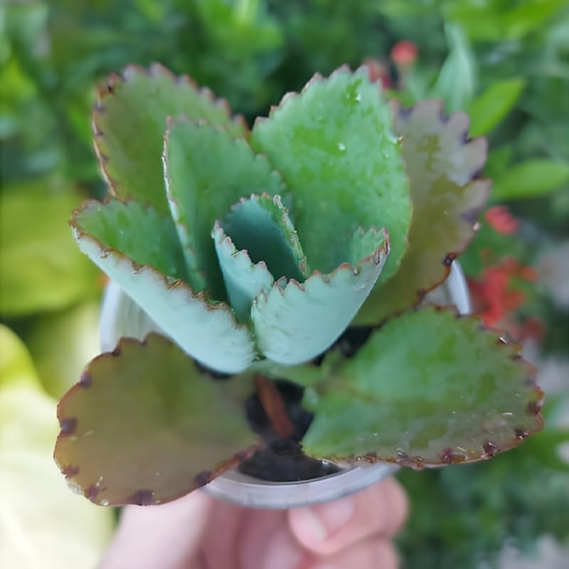 Kalanchoe Mother of Thousands Plant Live in 4" Inch Pot | Unique Fast-Growing Succulent | Ideal Indoor Houseplant for Home & Office Décor