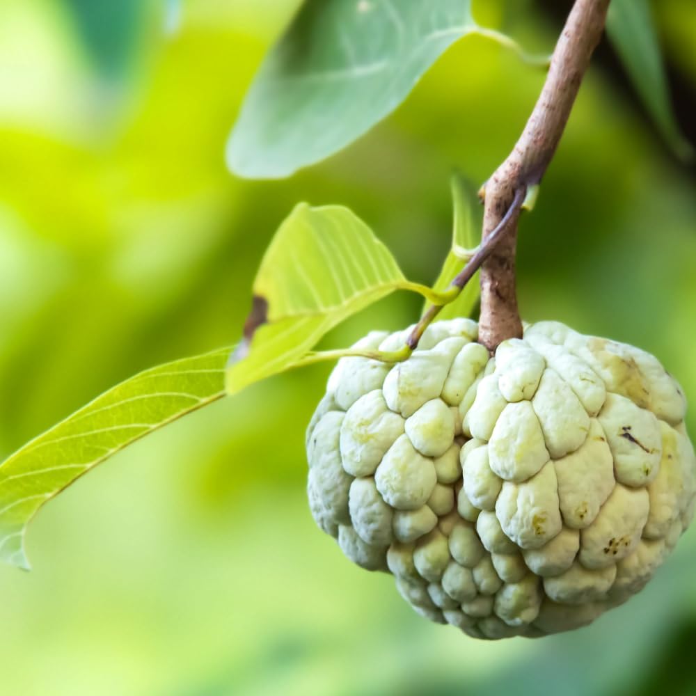 Green Sugar Apple Tree Live Plant | Tropical Custard Apple Fruit Plant | 30-36 Inches Tall | Hardy, Cold Climate Ready | No Ship to CA,HI,AK