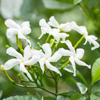 Confederate Jasmine Plant Live, 8 Inch Tall, Live Evergreen Vine with Intensely Scented White Blooms