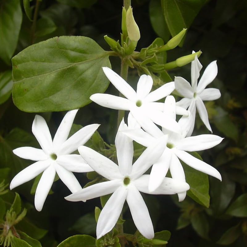 Downy Jasmine Plant Indoor Live | Fragrant White-Blooming Vine | Low Maintenance Live Jasmine Plant for Shelves, Desks & Balcony